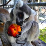 lemurs-gallery-8