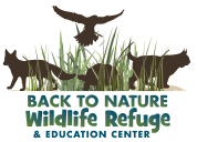 Back to Nature Wildlife Refuge and Education Center is located at 10525 Clapp Simms Duda Rd. in Orlando, Florida 32832. Their hours of operation are Tuesday through Sunday from 9:00 AM to 4:00 PM. General admission is $5. Group and private guided tours are available for a minimum starting at $50 from Tuesday through Sunday, 10:00 AM through 3:00 PM BY APPOINTMENT ONLY. For sponsorship, volunteering, and donations opportunities, you may visit www.btnwildlife.org, call 407-568-5138, or email info@btnwildlife.org.