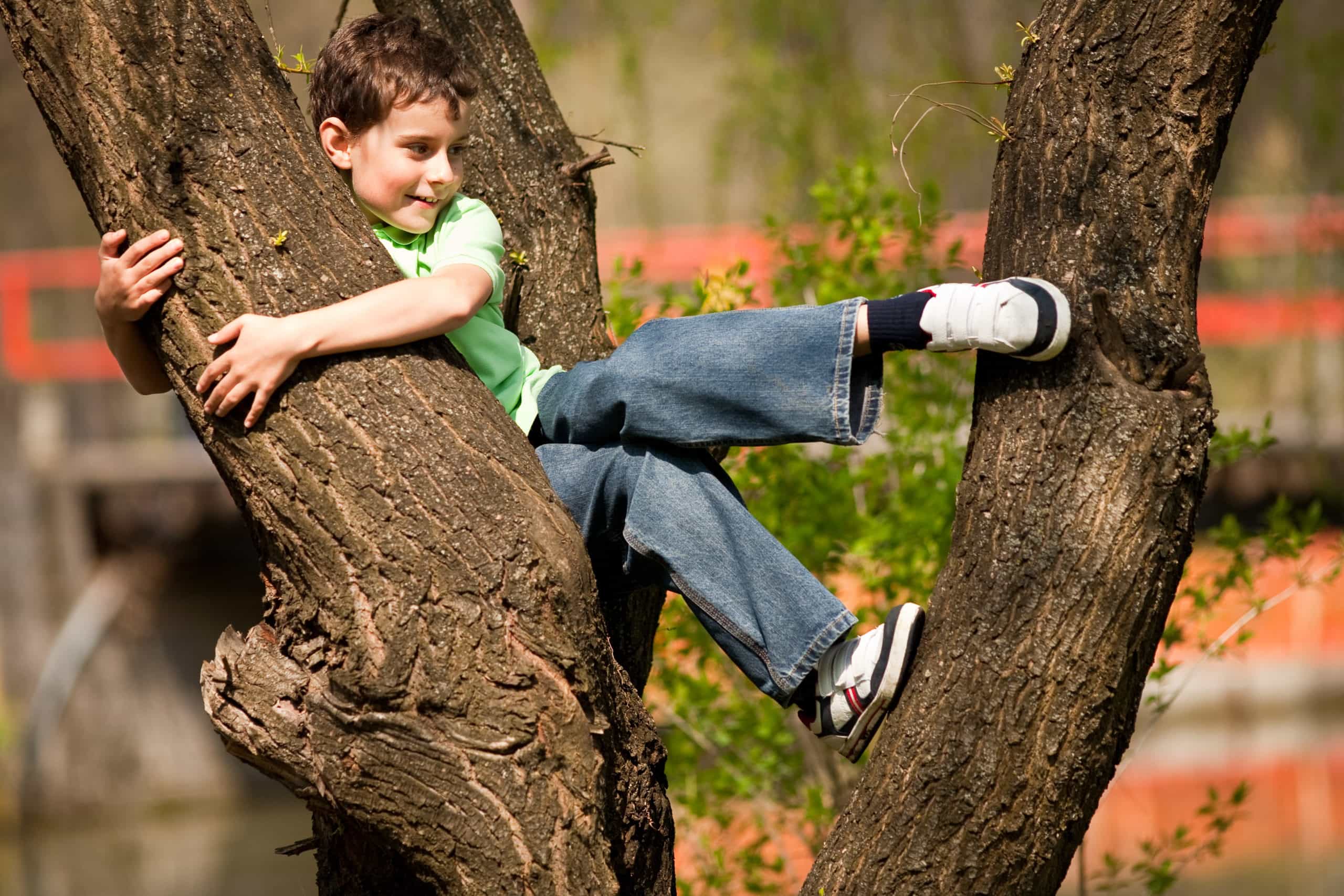 Мальчик на дереве
