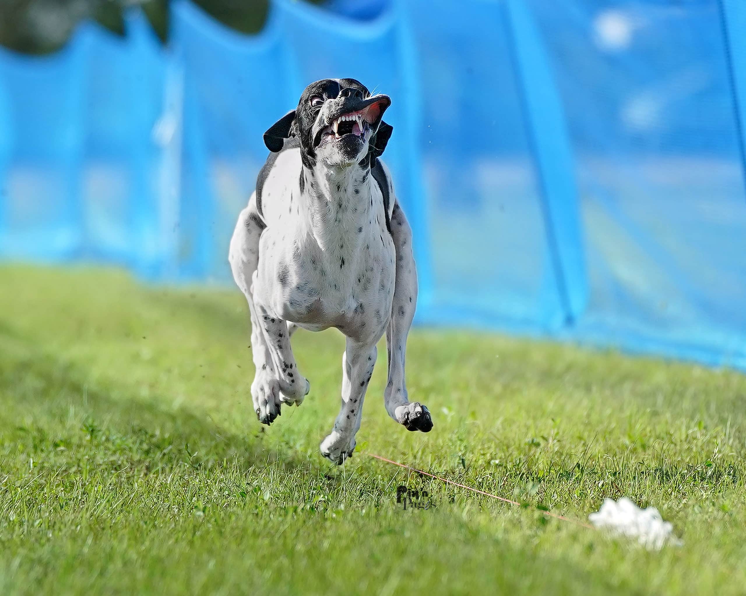 Lake Nona Dog ‘Cash’ Wins Lifetime Record for Fastest Pointer in the
