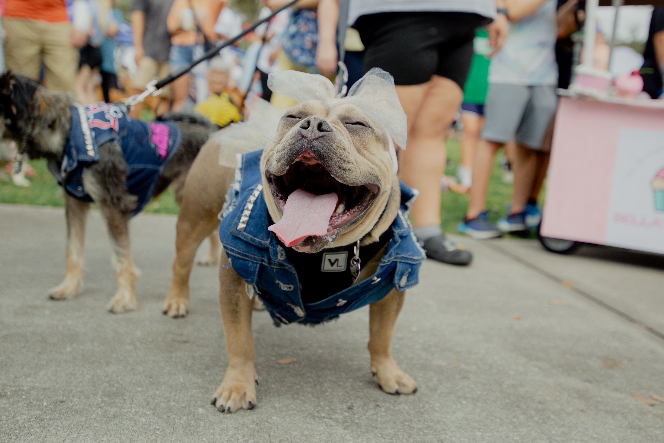 Pet Alliance Announces The 30th Anniversary “Paws In The Park” Pet